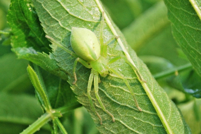 Micrommata virescens